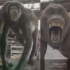 two pictures of an animal with its mouth open and teeth out, both showing teeth