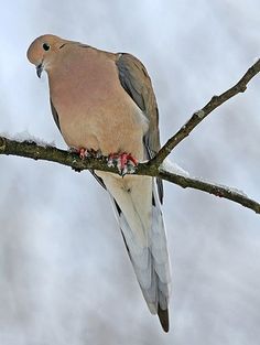 a bird perched on top of a tree branch