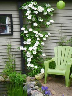 a green chair sitting in front of a white flowered vine on the side of a house