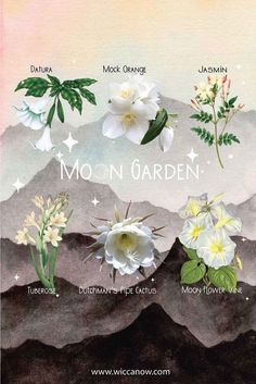 an illustrated poster with flowers and plants on it's sides, including mountain views