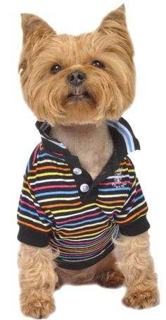 a small dog wearing a striped shirt