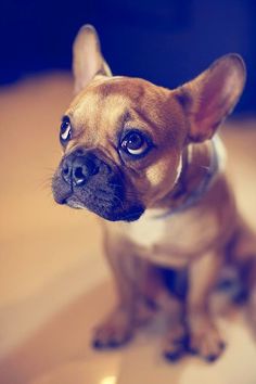 a small brown dog sitting on top of a wooden floor