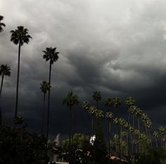 dark clouds loom over palm trees on a cloudy day