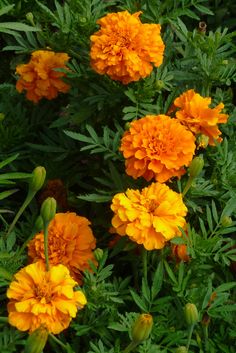 some orange flowers are growing in the grass