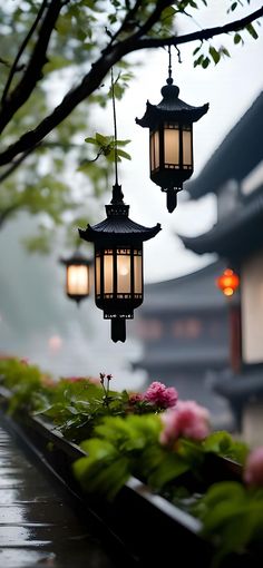 three lanterns hanging from a tree in the rain