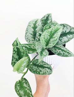 a person holding a potted plant with green leaves