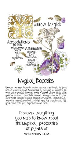 Yarrow Correspondence, Yarrow Witchcraft Uses, Spanish Moss Magical Properties, Yarrow Spiritual Properties, Yarrow Benefits Witchcraft, Yarrow Witchcraft, Motherwort Magical Properties, Hyssop Magical Properties, Yarrow Magical Properties