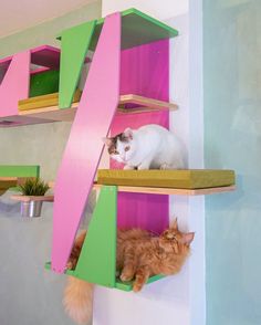 two cats sitting on top of colorful shelves