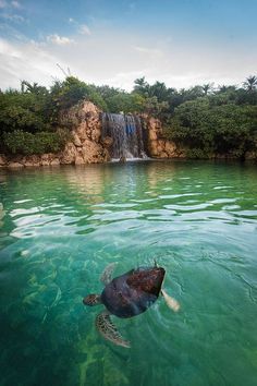 a turtle swimming in the water near a waterfall