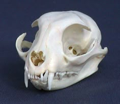 an animal's skull is shown on a blue surface