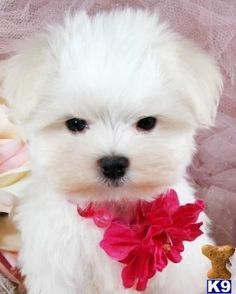 a small white dog with a pink flower collar sitting next to a bouquet of flowers