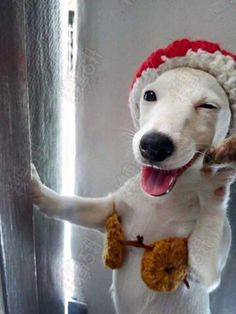 a white dog wearing a red and white knitted hat holding onto a door handle