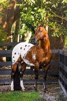 a brown and white horse standing in front of a wooden fence with trees behind it