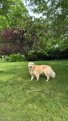 a dog is standing in the grass near some trees