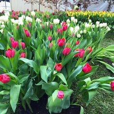 many red and white tulips in a garden