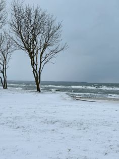 two bare trees stand in the snow near the ocean