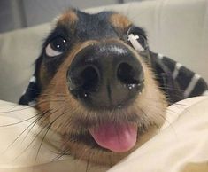 a close up of a dog laying on a bed with it's tongue hanging out