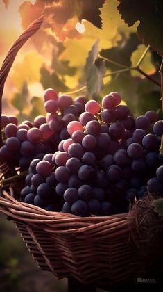 a wicker basket filled with red grapes in the sun rays shining down on them