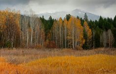 a field with tall grass, trees and mountains in the background on a cloudy day