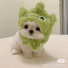 a small white dog wearing a green hat