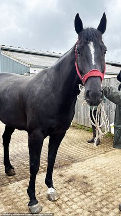 a black horse standing on top of a dirt field next to a person wearing a hat