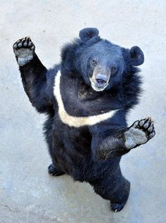 a black bear standing on its hind legs with his paws in the air and it's front paws up