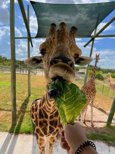 a giraffe eating lettuce from a person's hand