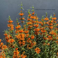 an orange flower bush in front of a gray wall