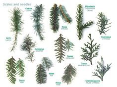 the different types of evergreen needles and their names are shown in this chart, which shows them