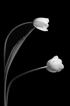 two white tulips in black and white against a dark background with the words, i love you