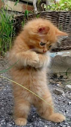 an orange kitten standing on its hind legs