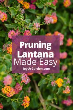 the words pruning lantana made easy are in front of colorful flowers