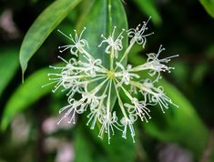 a close up view of some white flowers