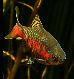 a red and yellow fish swimming in an aquarium