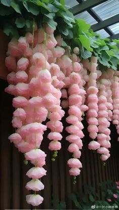 pink and white flowers hanging from a ceiling with green leaves on it's sides