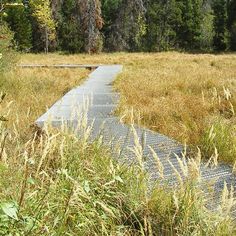 there is a walkway in the middle of an open field with tall grass and trees