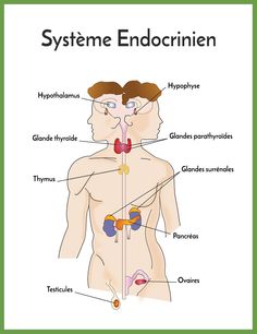 the anatomy of the human body and its major organs, including the lungs, stomachs,