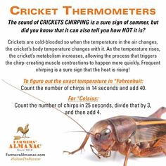 a poster with instructions for cricket thermometerers, and an image of a cockroach