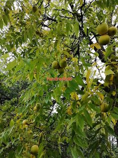 the fruit is growing on the tree outside