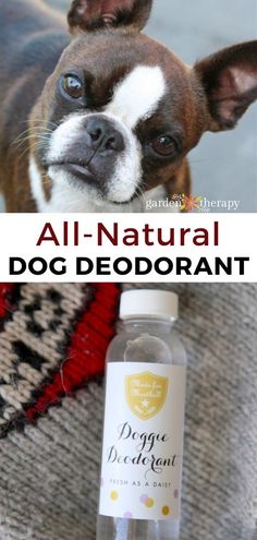 a dog is standing next to a bottle of deodorant with the words, all - natural dog deodorant