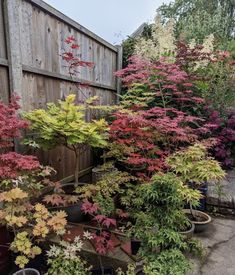 many different types of trees and plants in pots on the side of a fenced area