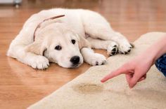 a white dog laying on the floor with its paw up to someone's hand