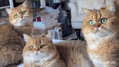 three cats with green eyes are sitting on a table in front of a chair and bookshelf