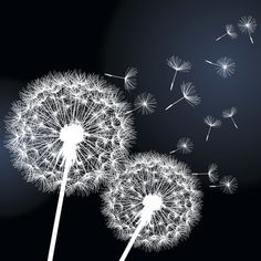 dandelion blowing in the wind on a dark background with space for text or image