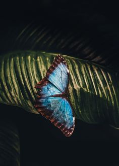 a blue butterfly sitting on top of a green leaf in front of a dark background