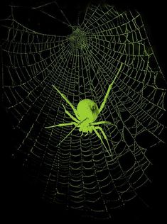 a spider sits in its web on the dark night with it's eyes open