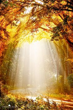 an image of sunlight coming through the trees into a forest with leaves on the ground