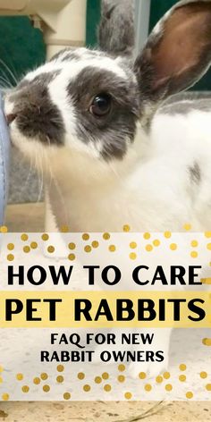 a rabbit with the words how to care for pet rabbits faq for new rabbit owners