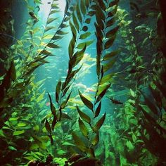 an aquarium filled with lots of green plants and algae growing on the water's surface