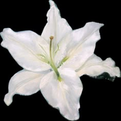 a white flower with green stamens is shown in this painting style image on a white background